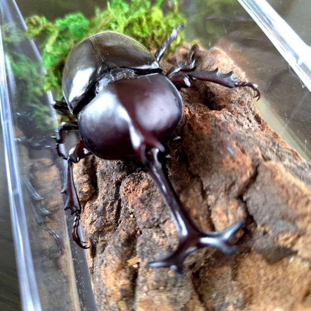 宝物特大黒野生ワイルドカブトムシ標本79mm頭角幅19mm胸角幅4.6mm